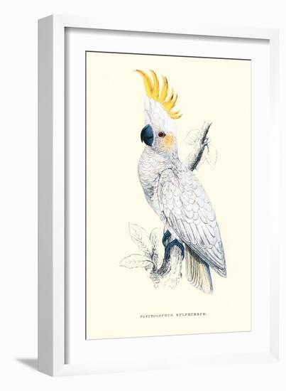 Lesser Sulpher-Crested Cockatoo - Cocatua Sulphurea-Edward Lear-Framed Art Print