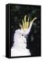 Lesser Sulphur-Crested Cockatoo (Cacatua Sulphurea Sulphurea)-Lynn M^ Stone-Framed Stretched Canvas