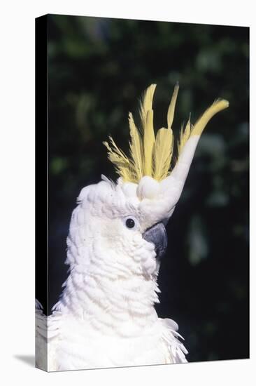 Lesser Sulphur-Crested Cockatoo (Cacatua Sulphurea Sulphurea)-Lynn M^ Stone-Stretched Canvas