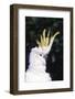 Lesser Sulphur-Crested Cockatoo (Cacatua Sulphurea Sulphurea)-Lynn M^ Stone-Framed Photographic Print