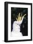 Lesser Sulphur-Crested Cockatoo (Cacatua Sulphurea Sulphurea)-Lynn M^ Stone-Framed Photographic Print