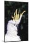 Lesser Sulphur-Crested Cockatoo (Cacatua Sulphurea Sulphurea)-Lynn M^ Stone-Mounted Photographic Print