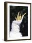 Lesser Sulphur-Crested Cockatoo (Cacatua Sulphurea Sulphurea)-Lynn M^ Stone-Framed Photographic Print