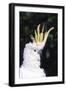 Lesser Sulphur-Crested Cockatoo (Cacatua Sulphurea Sulphurea)-Lynn M^ Stone-Framed Photographic Print