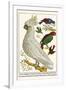Lesser Sulphur-Crested Cockatoo, Hawk Headed Parrot, Tri-Colored Blackbird, Heleted Manakin, etc.-Albertus Seba-Framed Art Print