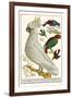 Lesser Sulphur-Crested Cockatoo, Hawk Headed Parrot, Tri-Colored Blackbird, Heleted Manakin, etc.-Albertus Seba-Framed Art Print