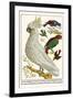 Lesser Sulphur-Crested Cockatoo, Hawk Headed Parrot, Tri-Colored Blackbird, Heleted Manakin, etc.-Albertus Seba-Framed Art Print