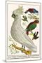 Lesser Sulphur-Crested Cockatoo, Hawk Headed Parrot, Tri-Colored Blackbird, Heleted Manakin, etc.-Albertus Seba-Mounted Art Print