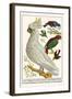 Lesser Sulphur-Crested Cockatoo, Hawk Headed Parrot, Tri-Colored Blackbird, Heleted Manakin, etc.-Albertus Seba-Framed Art Print