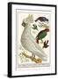 Lesser Sulphur-Crested Cockatoo, Hawk Headed Parrot, Tri-Colored Blackbird, Heleted Manakin, etc.-Albertus Seba-Framed Art Print