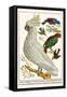 Lesser Sulphur-Crested Cockatoo, Hawk Headed Parrot, Tri-Colored Blackbird, Heleted Manakin, etc.-Albertus Seba-Framed Stretched Canvas