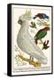 Lesser Sulphur-Crested Cockatoo, Hawk Headed Parrot, Tri-Colored Blackbird, Heleted Manakin, etc.-Albertus Seba-Framed Stretched Canvas