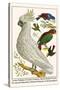 Lesser Sulphur-Crested Cockatoo, Hawk Headed Parrot, Tri-Colored Blackbird, Heleted Manakin, etc.-Albertus Seba-Stretched Canvas
