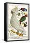 Lesser Sulphur-Crested Cockatoo, Hawk Headed Parrot, Tri-Colored Blackbird, Heleted Manakin, etc.-Albertus Seba-Framed Stretched Canvas