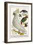 Lesser Sulphur-Crested Cockatoo, Hawk Headed Parrot, Tri-Colored Blackbird, Heleted Manakin, etc.-Albertus Seba-Framed Art Print