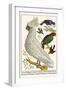 Lesser Sulphur-Crested Cockatoo, Hawk Headed Parrot, Tri-Colored Blackbird, Heleted Manakin, etc.-Albertus Seba-Framed Art Print