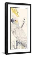 Lesser Sulphur-Crested Cockatoo-Edward Lear-Framed Premium Giclee Print