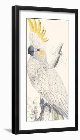 Lesser Sulphur-Crested Cockatoo-Edward Lear-Framed Premium Giclee Print