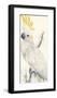 Lesser Sulphur-Crested Cockatoo-Edward Lear-Framed Premium Giclee Print