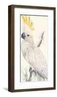 Lesser Sulphur-Crested Cockatoo-Edward Lear-Framed Premium Giclee Print