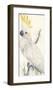 Lesser Sulphur-Crested Cockatoo-Edward Lear-Framed Premium Giclee Print