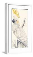 Lesser Sulphur-Crested Cockatoo-Edward Lear-Framed Premium Giclee Print