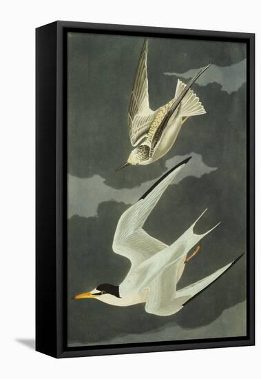 Lesser Tern. Little Tern (Sterna Albifrons), from 'The Birds of America'-John James Audubon-Framed Stretched Canvas