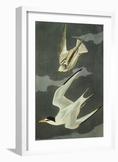 Lesser Tern. Little Tern (Sterna Albifrons), from 'The Birds of America'-John James Audubon-Framed Giclee Print