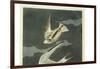 Lesser Tern. Little Tern-John James Audubon-Framed Giclee Print