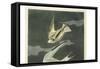 Lesser Tern. Little Tern-John James Audubon-Framed Stretched Canvas