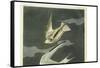 Lesser Tern. Little Tern-John James Audubon-Framed Stretched Canvas