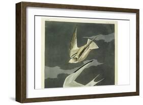 Lesser Tern. Little Tern-John James Audubon-Framed Giclee Print