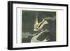 Lesser Tern. Little Tern-John James Audubon-Framed Giclee Print