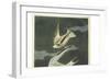 Lesser Tern. Little Tern-John James Audubon-Framed Giclee Print