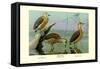 Lesser Whistling Teal, Wandering Tree Duck, and Fulvous Tree Duck-Louis Agassiz Fuertes-Framed Stretched Canvas