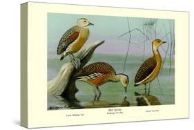 Lesser Whistling Teal, Wandering Tree Duck, and Fulvous Tree Duck-Louis Agassiz Fuertes-Stretched Canvas