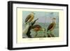 Lesser Whistling Teal, Wandering Tree Duck, and Fulvous Tree Duck-Louis Agassiz Fuertes-Framed Premium Giclee Print