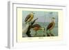 Lesser Whistling Teal, Wandering Tree Duck, and Fulvous Tree Duck-Louis Agassiz Fuertes-Framed Premium Giclee Print