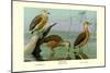 Lesser Whistling Teal, Wandering Tree Duck, and Fulvous Tree Duck-Louis Agassiz Fuertes-Mounted Premium Giclee Print