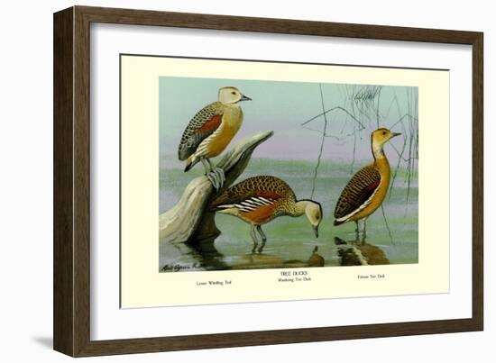 Lesser Whistling Teal, Wandering Tree Duck, and Fulvous Tree Duck-Louis Agassiz Fuertes-Framed Art Print