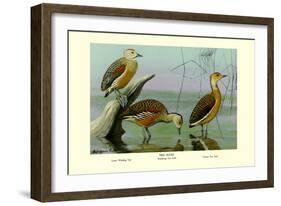 Lesser Whistling Teal, Wandering Tree Duck, and Fulvous Tree Duck-Louis Agassiz Fuertes-Framed Art Print