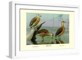 Lesser Whistling Teal, Wandering Tree Duck, and Fulvous Tree Duck-Louis Agassiz Fuertes-Framed Art Print