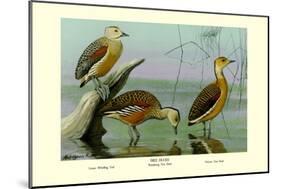 Lesser Whistling Teal, Wandering Tree Duck, and Fulvous Tree Duck-Louis Agassiz Fuertes-Mounted Art Print