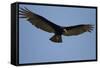 Lesser Yellow-Headed Vulture-Joe McDonald-Framed Stretched Canvas