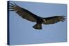 Lesser Yellow-Headed Vulture-Joe McDonald-Stretched Canvas