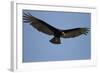 Lesser Yellow-Headed Vulture-Joe McDonald-Framed Photographic Print