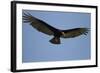 Lesser Yellow-Headed Vulture-Joe McDonald-Framed Photographic Print