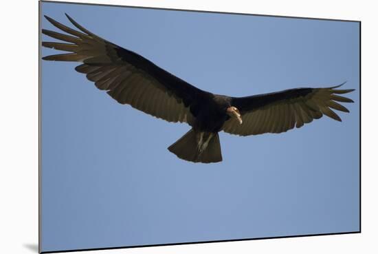 Lesser Yellow-Headed Vulture-Joe McDonald-Mounted Photographic Print