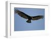 Lesser Yellow-Headed Vulture-Joe McDonald-Framed Photographic Print