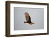 Lesser Yellow-Headed Vulture-Joe McDonald-Framed Photographic Print